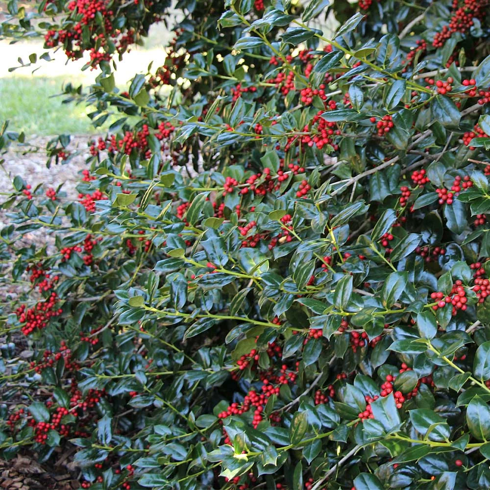 Fast Growing Trees Nellie Stevens Holly Our Newest Arrivals 6 Fast Growing Trees Nellie Stevens Holly Our Newest Arrivals