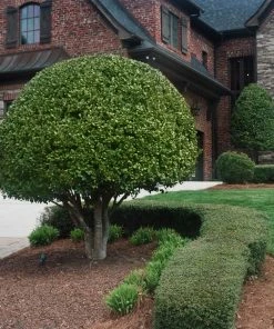 Fast Growing Trees Nellie Stevens Holly Our Newest Arrivals 12 Fast Growing Trees Nellie Stevens Holly Our Newest Arrivals