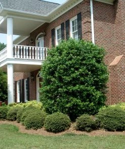 Fast Growing Trees Nellie Stevens Holly Our Newest Arrivals