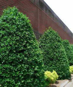 Fast Growing Trees Nellie Stevens Holly Our Newest Arrivals