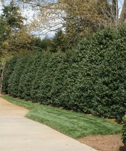Fast Growing Trees Nellie Stevens Holly Our Newest Arrivals