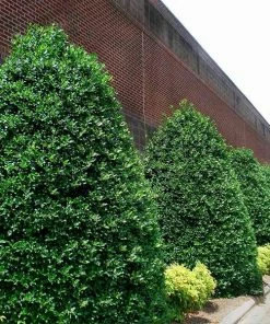 Fast Growing Trees Nellie Stevens Holly Our Newest Arrivals