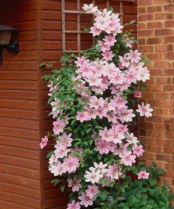 Fast Growing Trees See All Shrubs & Hedges Nelly Moser Clematis Vine