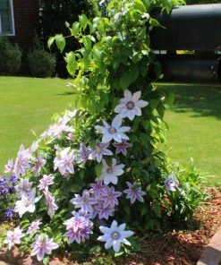 Fast Growing Trees See All Shrubs & Hedges Nelly Moser Clematis Vine