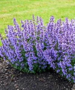 Fast Growing Trees Nepeta 'Cat’s Pajamas' Catmint Plants For Sandy Soil