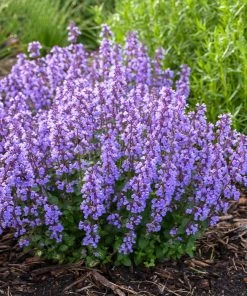 Fast Growing Trees Nepeta 'Cat’s Pajamas' Catmint Plants For Sandy Soil