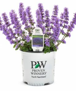 Fast Growing Trees Nepeta 'Cat’s Pajamas' Catmint Plants For Sandy Soil