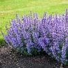 Fast Growing Trees Nepeta 'Cat’s Pajamas' Catmint Plants For Sandy Soil
