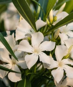 Fast Growing Trees White Nerium Oleander Tree