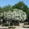 Fast Growing Trees White Nerium Oleander Tree