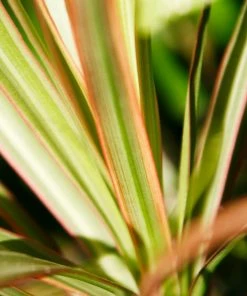 Fast Growing Trees Salt Tolerant Plants New Zealand Flax