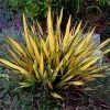 Fast Growing Trees Salt Tolerant Plants New Zealand Flax