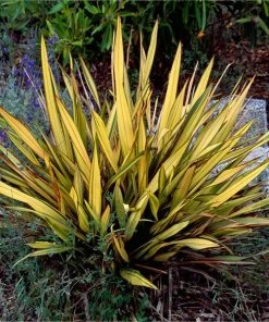 Fast Growing Trees Salt Tolerant Plants New Zealand Flax