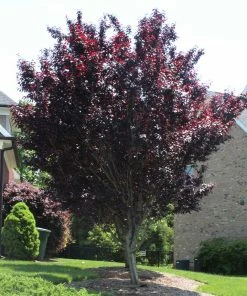 Fast Growing Trees Newport Flowering Plum 11 Fast Growing Trees Newport Flowering Plum