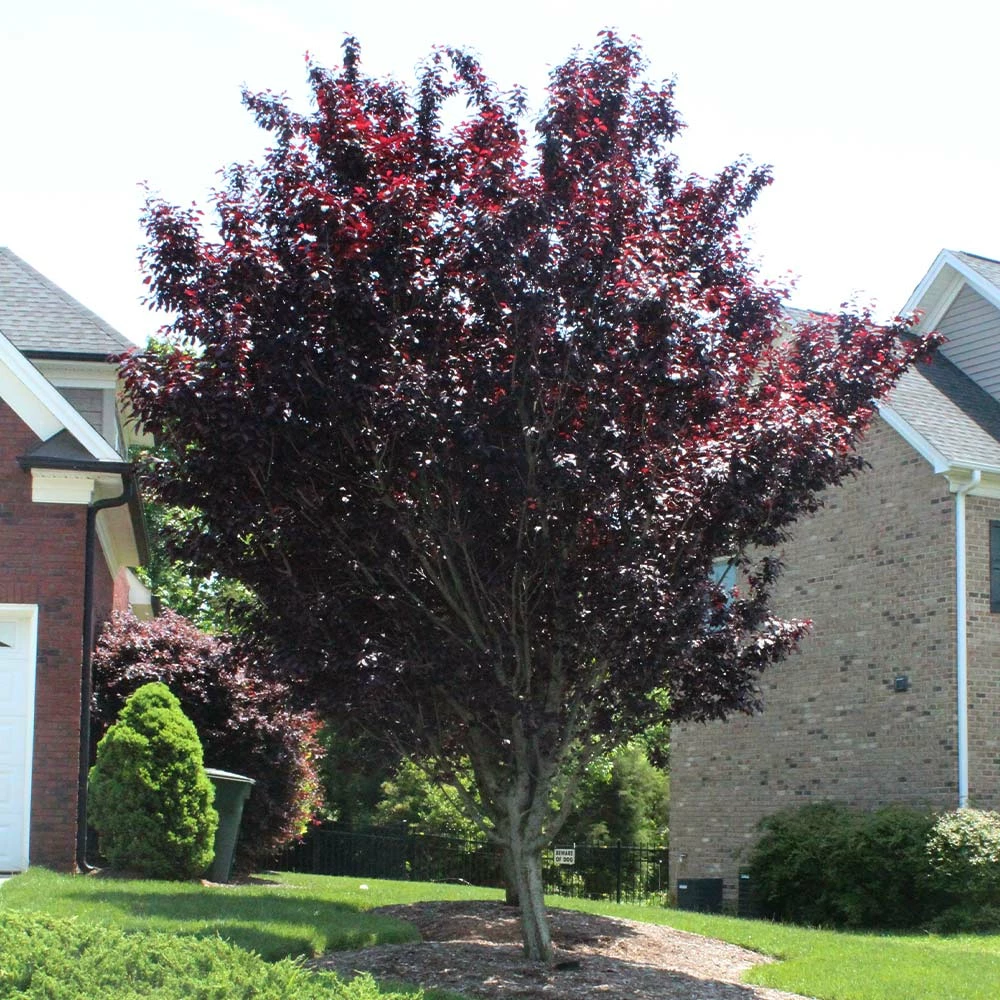 Fast Growing Trees Newport Flowering Plum 7 Fast Growing Trees Newport Flowering Plum