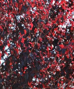 Fast Growing Trees Newport Flowering Plum 10 Fast Growing Trees Newport Flowering Plum