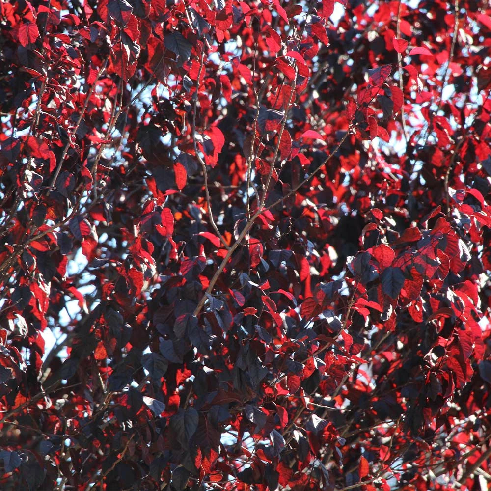 Fast Growing Trees Newport Flowering Plum 6 Fast Growing Trees Newport Flowering Plum