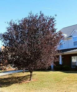 Fast Growing Trees Newport Flowering Plum