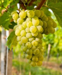 Fast Growing Trees Grape Vines Niagara Grapes