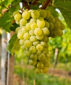 Fast Growing Trees Grape Vines Niagara Grapes