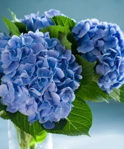 Fast Growing Trees Nikko Blue Hydrangea Hydrangea Shrubs