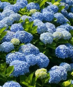 Fast Growing Trees Nikko Blue Hydrangea Hydrangea Shrubs