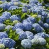 Fast Growing Trees Nikko Blue Hydrangea Hydrangea Shrubs 1 Fast Growing Trees Nikko Blue Hydrangea Hydrangea Shrubs