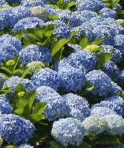 Fast Growing Trees Nikko Blue Hydrangea Hydrangea Shrubs