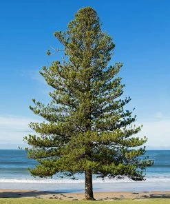 Fast Growing Trees Pine Trees Norfolk Island Pine Tree 13 Fast Growing Trees Pine Trees Norfolk Island Pine Tree