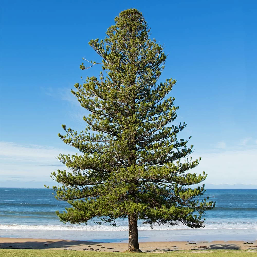 Fast Growing Trees Pine Trees Norfolk Island Pine Tree 5 Fast Growing Trees Pine Trees Norfolk Island Pine Tree
