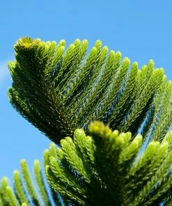 Fast Growing Trees Pine Trees Norfolk Island Pine Tree 14 Fast Growing Trees Pine Trees Norfolk Island Pine Tree