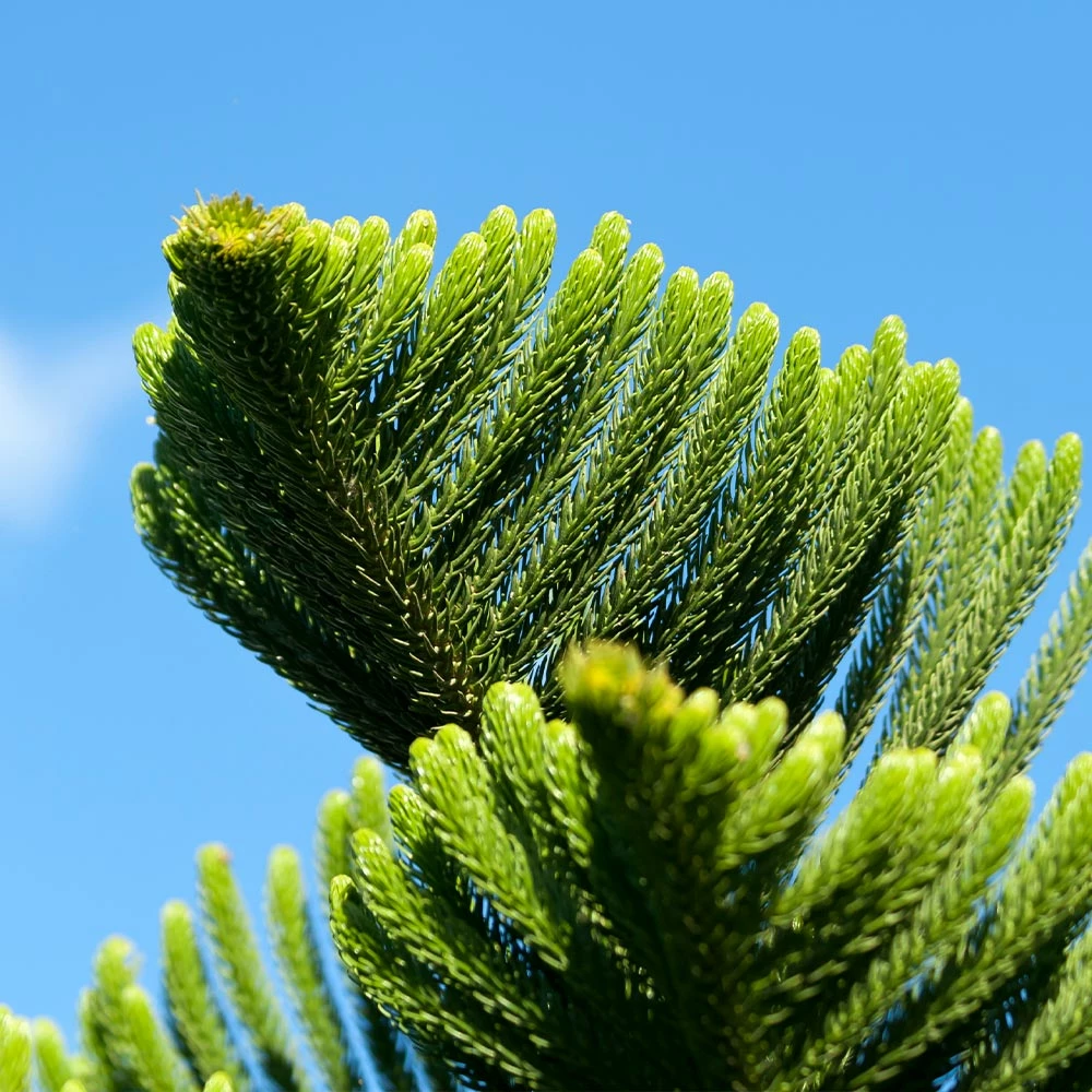 Fast Growing Trees Pine Trees Norfolk Island Pine Tree 6 Fast Growing Trees Pine Trees Norfolk Island Pine Tree