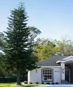 Fast Growing Trees Pine Trees Norfolk Island Pine Tree 16 Fast Growing Trees Pine Trees Norfolk Island Pine Tree