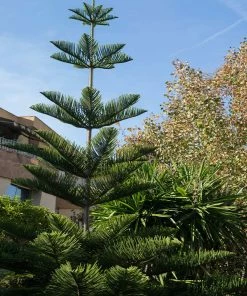 Fast Growing Trees Pine Trees Norfolk Island Pine Tree 17 Fast Growing Trees Pine Trees Norfolk Island Pine Tree