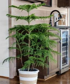 Fast Growing Trees Pine Trees Norfolk Island Pine Tree 15 Fast Growing Trees Pine Trees Norfolk Island Pine Tree