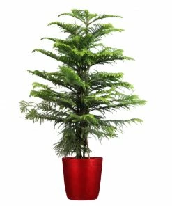 Fast Growing Trees Pine Trees Norfolk Island Pine Tree 18 Fast Growing Trees Pine Trees Norfolk Island Pine Tree