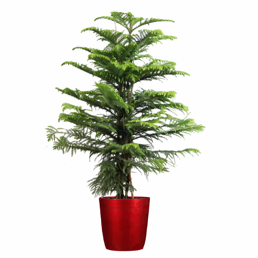 Fast Growing Trees Pine Trees Norfolk Island Pine Tree 10 Fast Growing Trees Pine Trees Norfolk Island Pine Tree