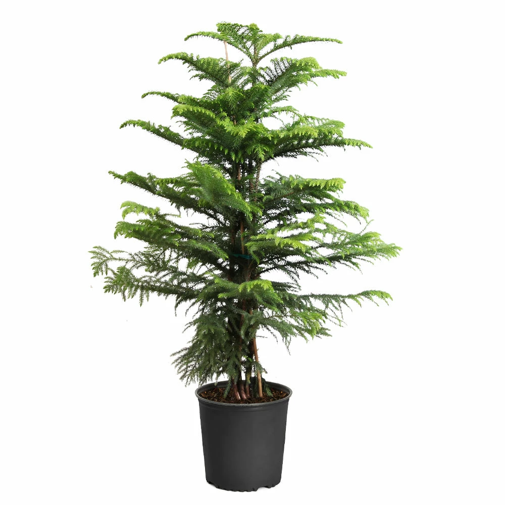 Fast Growing Trees Pine Trees Norfolk Island Pine Tree 11 Fast Growing Trees Pine Trees Norfolk Island Pine Tree