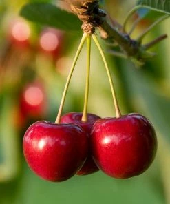 Fast Growing Trees North Star Cherry