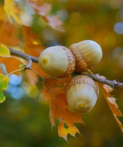 Fast Growing Trees Northern Red Oak Tree Oak Trees 11 Fast Growing Trees Northern Red Oak Tree Oak Trees