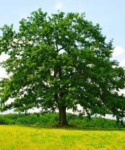 Fast Growing Trees Northern Red Oak Tree Oak Trees 9 Fast Growing Trees Northern Red Oak Tree Oak Trees
