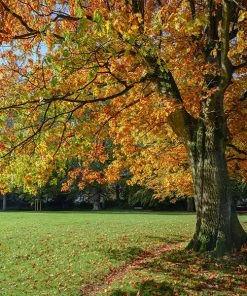 Fast Growing Trees Northern Red Oak Tree Oak Trees