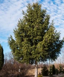 Fast Growing Trees Spruce Trees Norway Spruce Tree