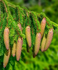 Fast Growing Trees Spruce Trees Norway Spruce Tree