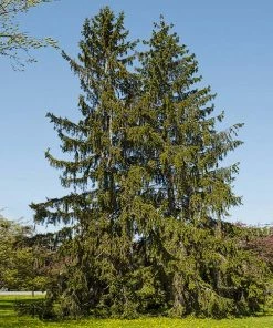 Fast Growing Trees Spruce Trees Norway Spruce Tree