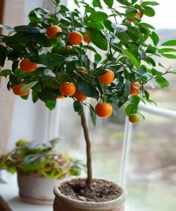 Fast Growing Trees Nules Clementine Tree Gift Plants
