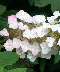 Fast Growing Trees Oakleaf Hydrangea Shrub