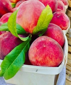 Fast Growing Trees Peach Trees O'Henry Peach Tree