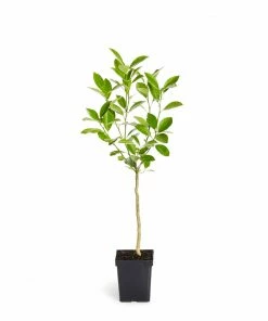Fast Growing Trees Citrus Trees Calamondin Tree