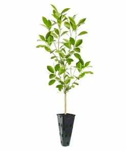 Fast Growing Trees Citrus Trees Calamondin Tree